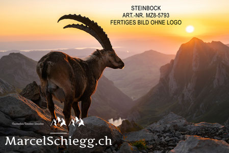 Steinbock, Steinböcke, Wandbild, Marcel Schiegg Fotografie, Steinböcke bei Sonnenaufgang
