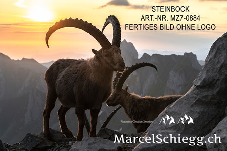 Steinbock, Steinböcke, Alpensteinbock, Marcel Schiegg Fotografie, Alpstein, Rotsteinpass