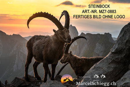 Steinbock, Steinböcke, Alpensteinbock, Wandbilder Steinböcke