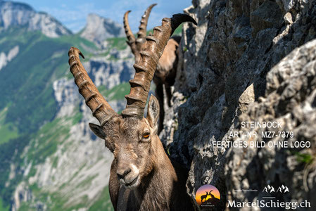 steinbock wandbild kaufen, steinbock wanddeko modern, steinbock bild schwarz weiß, steinbock bergmotiv wandbild, steinbock foto wandbild, steinbock leinwandbild, steinbock wandbild holz, steinbock wandbild natur, steinbock berglandschaft bild