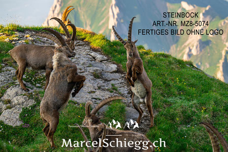 Steinbock Wandbild modern auf Leinwand, Steinbock Bild Alpen Fotografie, Steinbock Wanddeko aus Holz, Steinbock Poster schwarz weiß minimalistisch