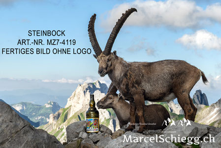 Steinbock, Steinböcke, Alpensteinbock, Appenzeller Alpenbitter, Marcel Schiegg