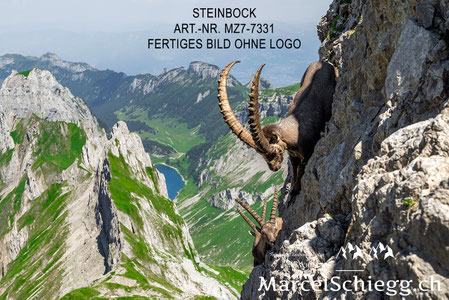 Marcel Schiegg, Steinbock, Steinböcke, Alpensteinbock