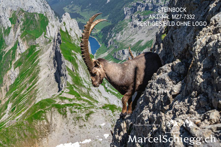 Steinbock, Steinböcke, Alpensteinbock, Leinwandbild