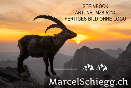Steinbock, Steinböcke, Alpensteinbock, Marcel Schiegg