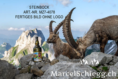 Steinbock, Steinböcke, Alpensteinbock, Appenzeller Alpenbitter, Marcel Schiegg