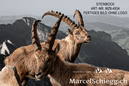 Steinbock, Steinböcke, Alpensteinbock, Marcel Schiegg