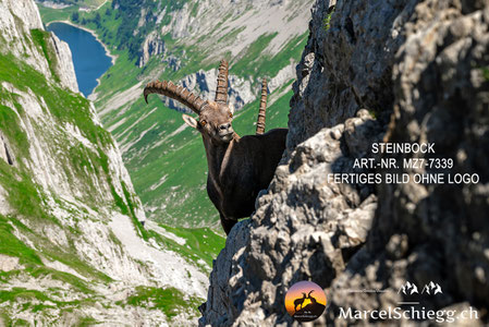 Steinbock Wandbild modern auf Leinwand, Steinbock Bild Alpen Fotografie, Steinbock Wanddeko aus Holz, Steinbock Poster schwarz weiß minimalistisch