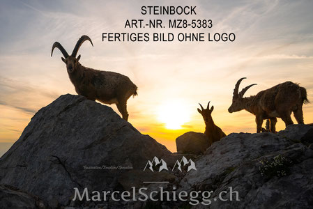 Steinbock, Steinböcke, Alpensteinbock, Marcel Schiegg, Steinböcke bei Sonnenaufgang