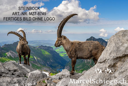 Steinbock, Steinböcke, Alpensteinbock, Marcel Schiegg