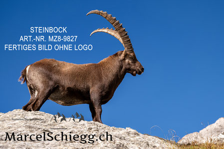 Steinbock, Steinböcke, Alpensteinbock, Marcel Schiegg