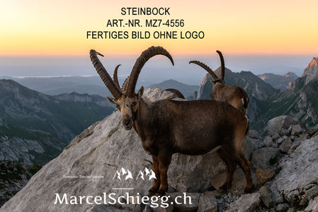 Steinbock bei Sonnenuntergang, Steinböcke, Alpensteinbock, Alpstein