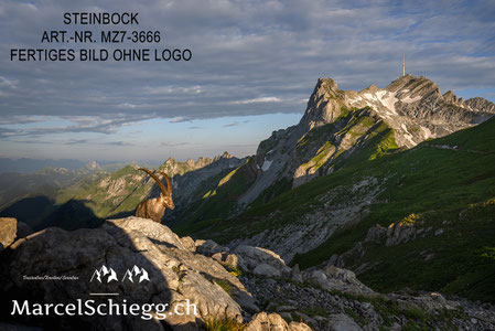 Steinbock, Steinböcke, Säntis, Marcel Schiegg Fotografie, Rotsteinpass