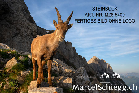 Steinbock, Steinböcke, Alpensteinbock, Marcel Schiegg