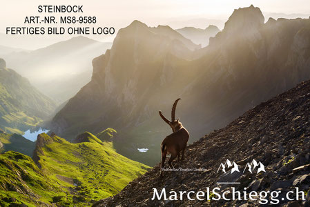 Steinbock, Steinböcke, Alpensteinbock, Marcel Schiegg