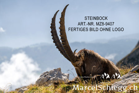 Steinbock, Steinböcke, Alpensteinbock, Marcel Schiegg