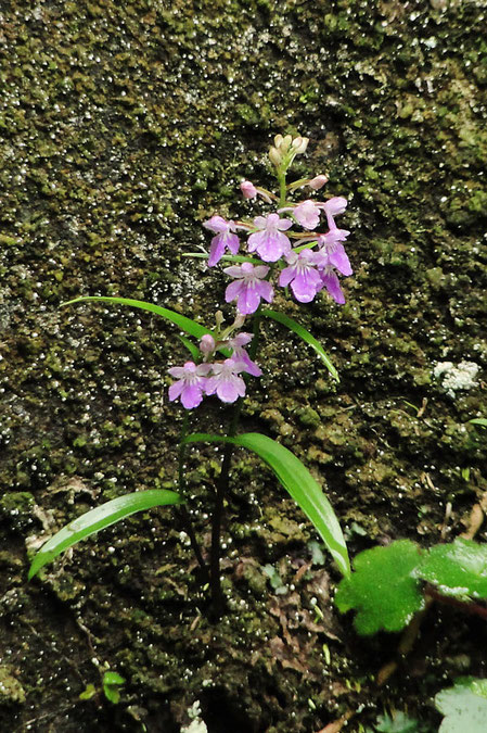 アワチドリの花つきがよい個体。　近づけないのでコンデジの900mm相当で撮影