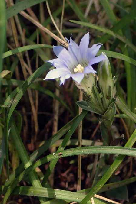 フデリンドウ (筆竜胆)　リンドウ科 リンドウ属　　花はまだひとつ