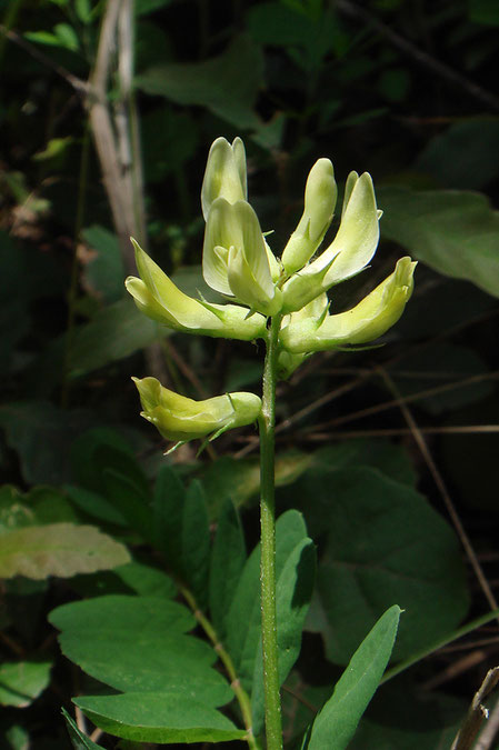 モメンヅルの花序は長さ2〜3cmで、8〜15花をつける