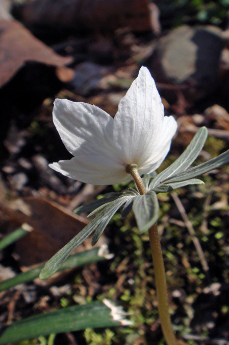 セツブンソウの花の後姿