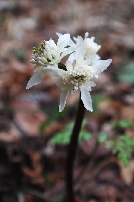 セリバオウレンの両性花　　今年も雌花は見つからなかった