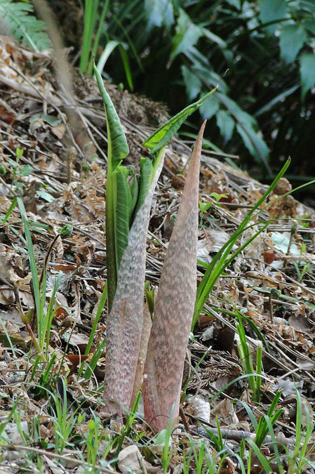 ムサシアブミ (武蔵鐙)　サトイモ科 テンナンショウ属　　30cmほどの新芽