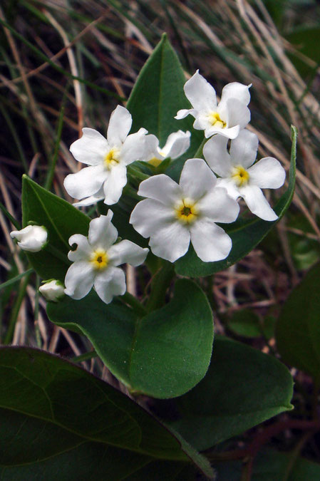 タチカメバソウの花の径は7〜10mm。1つの花弁がとても大きい花があった