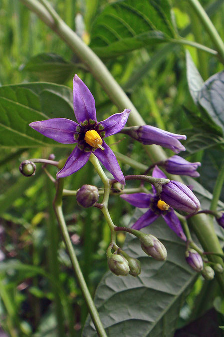 オオマルバノホロシの花はまだつぼみも多かった。　茎はほぼ無毛