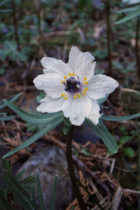 八重咲きの花　萼片が8個ありました