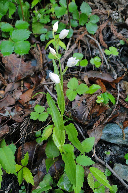 ＃１２　クゲヌマラン　2010.06.05　長野県伊那市　alt=900m