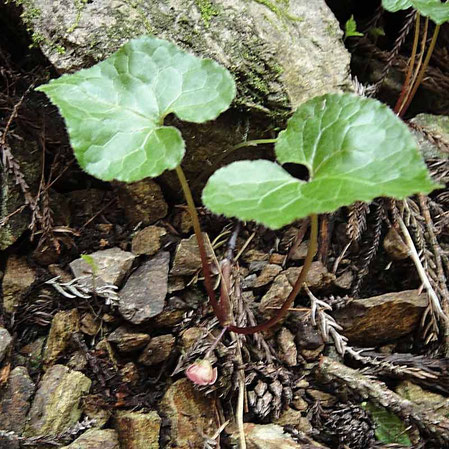 フタバアオイは茎の先に2個の葉を対生状につけます（偽対生葉）　　2010.05.01 鳴神山