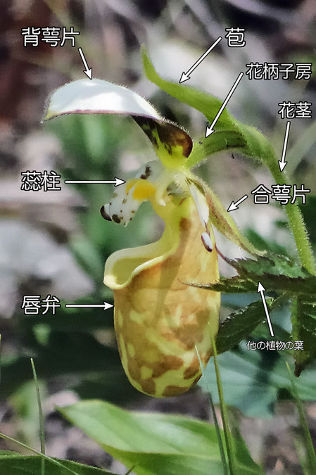 ＃５　キバナノアツモリソウの花の構造−花の側面（背萼片、側花弁、唇弁、合萼片、花茎、花柄子房、苞）