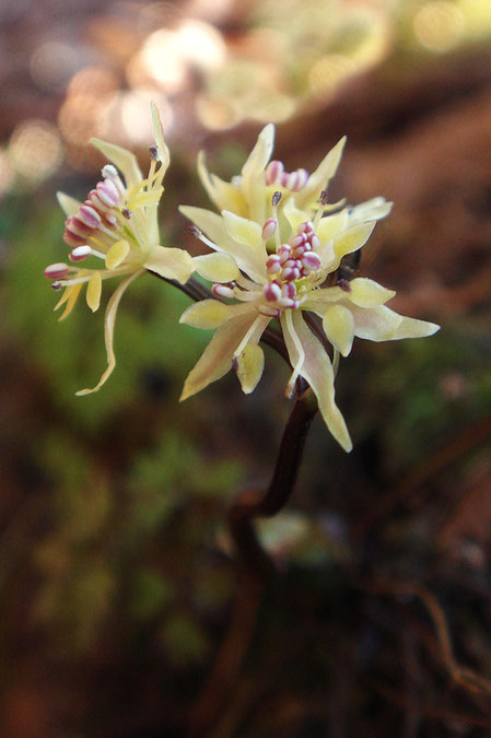 コセリバオウレンの花　　この花は雄花のようです