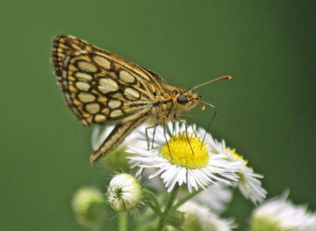 Le miroir (Heteropterus morpheus)