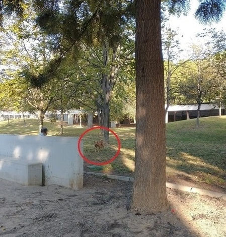Siempre la misma historia, canes sueltos y los peligrosos sin correa ni bozal en los Jardines del Turia.