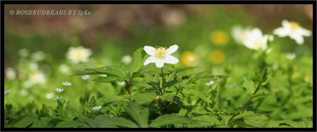 Buschwindröschen (Anemone nemorosa)