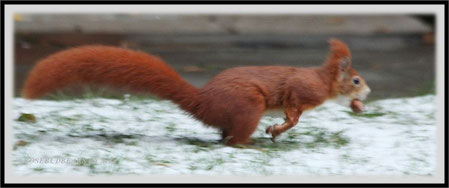 Eichhörnchen
