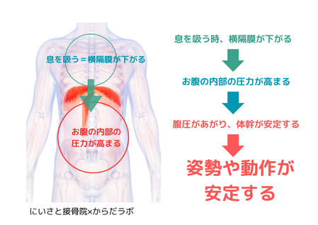 息を吸うと横隔膜が下がり、腹圧が上昇する