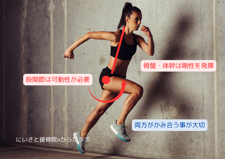 関節には「可動性」と「剛性」の2つの役割がある
