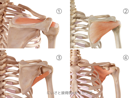 腱板を構成する筋肉
