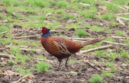 Jagdfasan (Phasianus colchicus) Männchen im Prachtkleid. Dümmer See-Region [April]