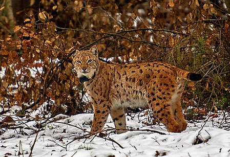 Luchs Pfälzerwald
