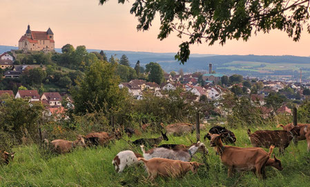 Unsere Ziegenherde auf der Weide am Rauschenberg.