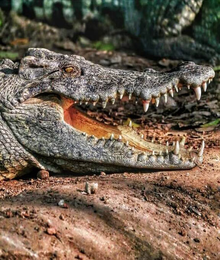Ein Krokodil, das ganz gruselig sein Maul aufgerissen hat, so dass man seine fiesen Zähne sieht