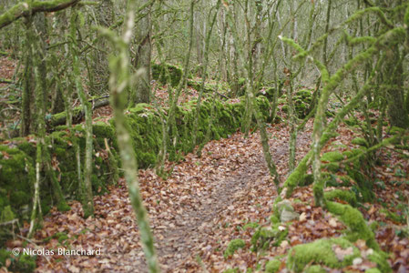 Muret de pierres sèches, limites de parcelles, Rhône. 