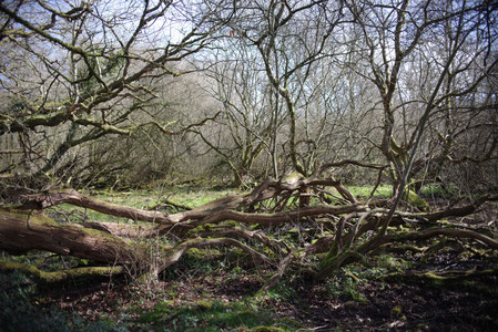 Forêt d'Andaines (Orne) zone sans intervention humaine. On y trouve de nombreux arbres morts. Photo/Nicolas Blanchard