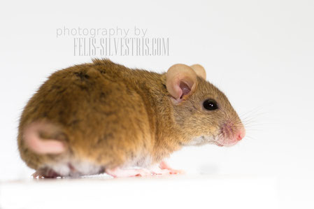 Haltungsbeschreibung Vielzitzenmaus Felis Silvestris Com