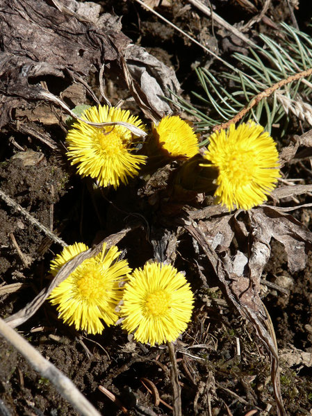 Huflattich Blüte