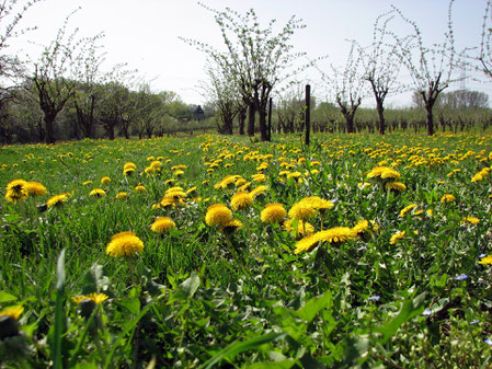 Löwenzahn Blüte Wiese