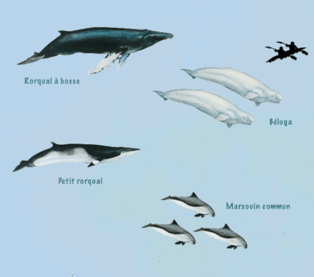 Les tailles ne sont pas proportionnelles (comptez dix fois plus gros la baleine à bosse)